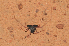 Phrynichodamon scullyi