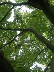 Tilia oliveri