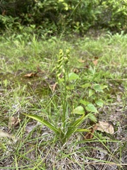 Spiranthes ochroleuca