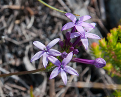 Lobelia stenosiphon