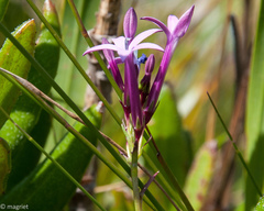 Lobelia stenosiphon