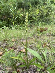 Spiranthes ochroleuca