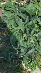 Symphytum officinale