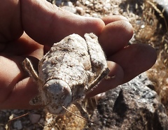 Trachypetrella anderssonii