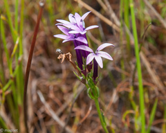 Lobelia stenosiphon