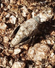 Trachypetrella anderssonii