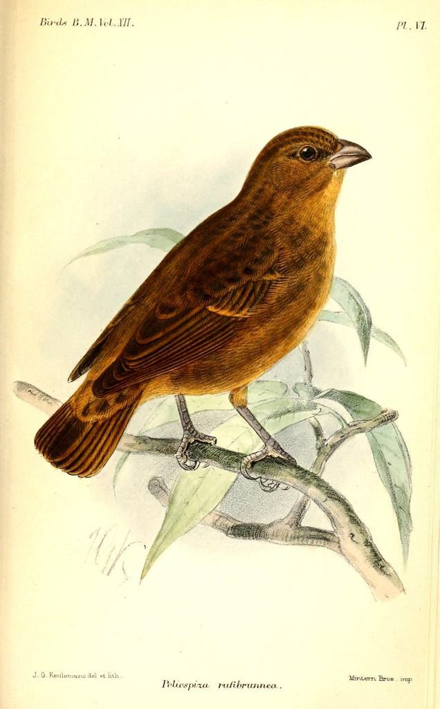 Principe Seedeater
