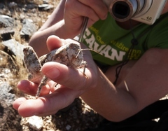 Trachypetrella anderssonii