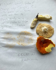 Russula aurea