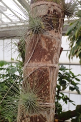 Tillandsia argentea