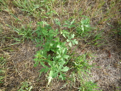 Ampelopsis aconitifolia