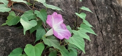 Ipomoea orizabensis novogaliciana
