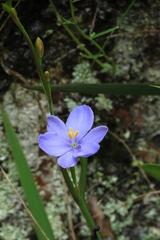 Aristea ensifolia