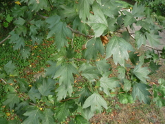 Crataegus dsungarica