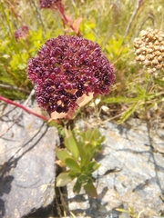 Hylotelephium anacampseros