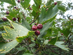 Crataegus dsungarica