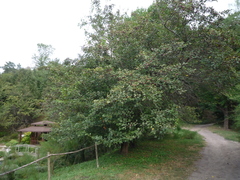 Crataegus dsungarica