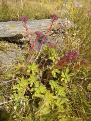 Hylotelephium anacampseros