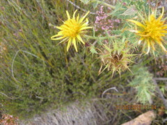 Berkheya cruciata cruciata