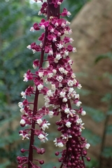 Trichostigma peruvianum