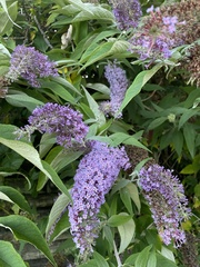 Buddleja davidii