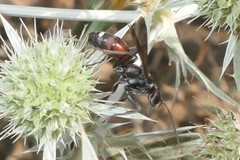 Cryptocheilus variipennis