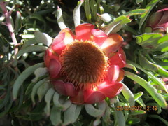 Protea canaliculata