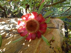Protea canaliculata