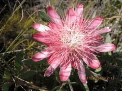 Protea punctata