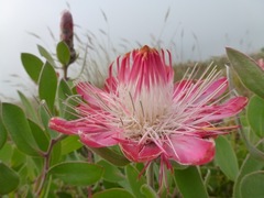 Protea punctata
