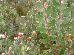 Protea punctata