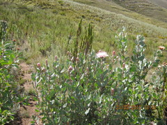 Protea punctata