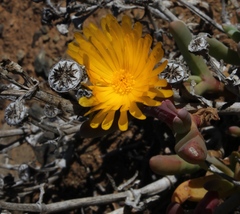 Malephora crassa