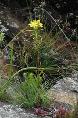 Bulbine audreyae