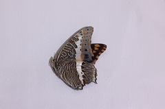 Charaxes saturnus saturnus