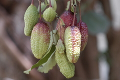 Cynophalla verrucosa