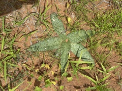 Ledebouria undulata