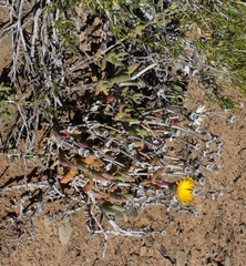 Malephora crassa