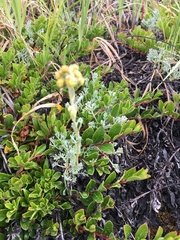 Artemisia hyperborea