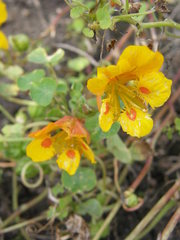 Tropaeolum minus