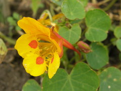 Tropaeolum minus