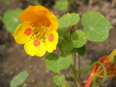 Tropaeolum minus