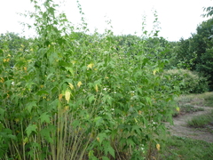 Ripariosida hermaphrodita