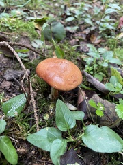 Leccinum albostipitatum
