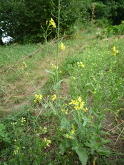 Brassica napus napus