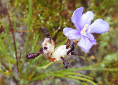 Aristea glauca
