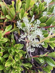 Artemisia hyperborea