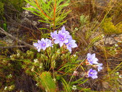 Aristea glauca