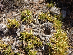 Saponaria caespitosa