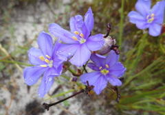 Aristea glauca